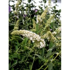 Sommerfuglebusk 'White Profusion' Buddleja Davidii 'White Profusion' Potte 6,5 Liter 50-60 Cm. -Sirius Butik mi385 buddleia davidii white profusion 71f4