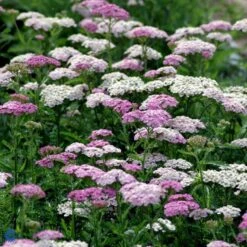 Almindelig Røllike 'Apfelblüte' Achillea Millefolium 'Apfelblüte' Bakke Med 12 Stk. -Sirius Butik mi3869 achillea millefolium apfelbute 4bfc