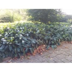 Krybende Kirsebærlaurbær Prunus Laurocerasus 'Mount Vernon' 5 Liter Potte 40-60 Cm 17 Krybende Kirsebærlaurbær Prunus Laurocerasus 'Mount Vernon' 5 Liter Potte 40-60 Cm -Sirius Butik mi3912 prunus laurocerasus mount vernon 1063