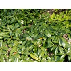 Krybende Kirsebærlaurbær Prunus Laurocerasus 'Mount Vernon' 5 Liter Potte 40-60 Cm 14 Krybende Kirsebærlaurbær Prunus Laurocerasus 'Mount Vernon' 5 Liter Potte 40-60 Cm -Sirius Butik mi3912 prunus laurocerasus mount vernon 674c