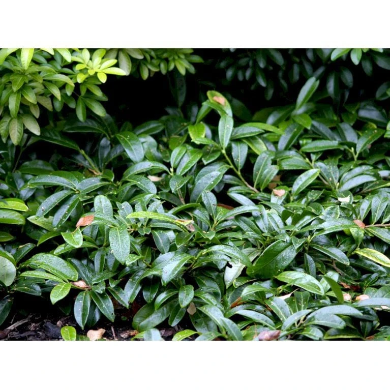 Krybende Kirsebærlaurbær Prunus Laurocerasus 'Mount Vernon' 5 Liter Potte 40-60 Cm 2 Krybende Kirsebærlaurbær Prunus Laurocerasus 'Mount Vernon' 5 Liter Potte 40-60 Cm - Billede 2