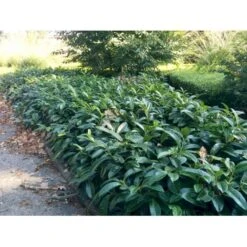 Krybende Kirsebærlaurbær Prunus Laurocerasus 'Mount Vernon' 5 Liter Potte 40-60 Cm 15 Krybende Kirsebærlaurbær Prunus Laurocerasus 'Mount Vernon' 5 Liter Potte 40-60 Cm -Sirius Butik mi3912 prunus laurocerasus mount vernon a98e