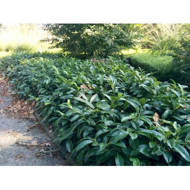 Krybende Kirsebærlaurbær Prunus Laurocerasus 'Mount Vernon' 5 Liter Potte 40-60 Cm 7 Krybende Kirsebærlaurbær Prunus Laurocerasus 'Mount Vernon' 5 Liter Potte 40-60 Cm - Billede 7