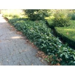 Krybende Kirsebærlaurbær Prunus Laurocerasus 'Mount Vernon' 5 Liter Potte 40-60 Cm 16 Krybende Kirsebærlaurbær Prunus Laurocerasus 'Mount Vernon' 5 Liter Potte 40-60 Cm -Sirius Butik mi3912 prunus laurocerasus mount vernon be71