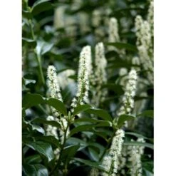 Krybende Kirsebærlaurbær Prunus Laurocerasus 'Mount Vernon' 5 Liter Potte 40-60 Cm 13 Krybende Kirsebærlaurbær Prunus Laurocerasus 'Mount Vernon' 5 Liter Potte 40-60 Cm -Sirius Butik mi3912 prunus laurocerasus mount vernon e905