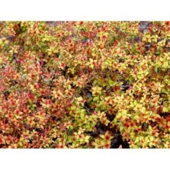 Spiræa 'Magic Carpet' Spiraea Japonica 'Magic Carpet' 3,5 Liter Potte 7 Spiræa 'Magic Carpet' Spiraea Japonica 'Magic Carpet' 3,5 Liter Potte -Sirius Butik mi3916 spiraea japonica firelight bc7f