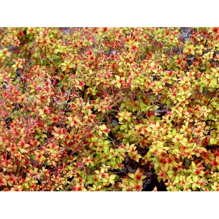 Spiræa 'Magic Carpet' Spiraea Japonica 'Magic Carpet' 3,5 Liter Potte 4 Spiræa 'Magic Carpet' Spiraea Japonica 'Magic Carpet' 3,5 Liter Potte - Billede 4