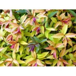 Spiræa 'Goldflame' Spiraea Japonica 'Goldflame' Potte 2,0 Liter,- 25-30 Cm. -Sirius Butik mi3917 spiraea japonica goldflame a12a