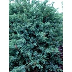 Kinesisk Enebær 'Blue Alps' Juniperus Chinensis 'Blue Alps' Potte 7,5 Liter 40-60 Cm. -Sirius Butik mi3950 juniperus chinensis blue alps c275