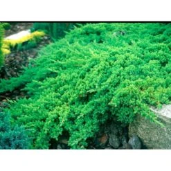 Japansk Enebær 'Nana' Juniperus Procumbens 'Nana' Potte 3,0 Liter,- 25-30 Cm. -Sirius Butik mi3985 juniperus procumbens nana ce56