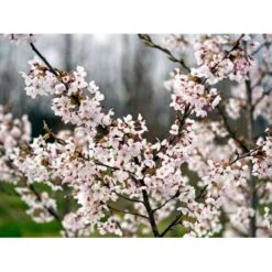 Yoshino-kirsebær Prunus Yedoensis Solitær Busk 150-200 Cm. - Med Klump -Sirius Butik mi4012 prunus yedoensis 3755