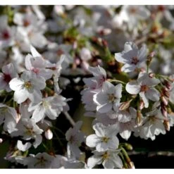 Yoshino-kirsebær Prunus Yedoensis Solitær Busk 150-200 Cm. - Med Klump