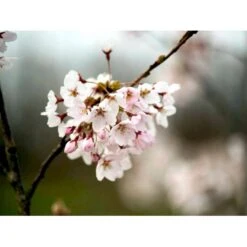 Yoshino-kirsebær Prunus Yedoensis Solitær Busk 150-200 Cm. - Med Klump -Sirius Butik mi4012 prunus yedoensis d1f4