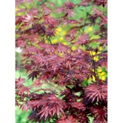 Japansk Ahorn 'Trompenburg' Acer Palmatum 'Trompenburg' Potte 10 Liter,- 60-80 Cm. -Sirius Butik mi4038 acer palmatum trompenburg 0555