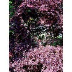 Japansk Ahorn 'Trompenburg' Acer Palmatum 'Trompenburg' Potte 10 Liter,- 60-80 Cm. -Sirius Butik mi4038 acer palmatum trompenburg c067