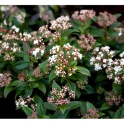 Vinter-snebolle Viburnum Tinus Potte 2,0 Liter,- 25-30 Cm. -Sirius Butik mi4057 viburnum tinus c35f