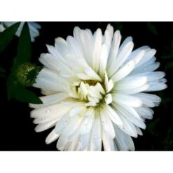 Høstasters 'White Ladies' Aster Novi-belgii 'White Ladies' 1 Liter Potte