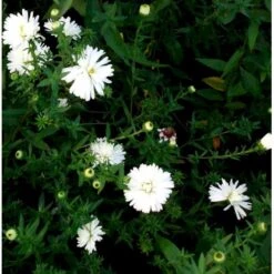 Høstasters 'White Ladies' Aster Novi-belgii 'White Ladies' 1 Liter Potte -Sirius Butik mi4087 aster novi belgii white ladies a411