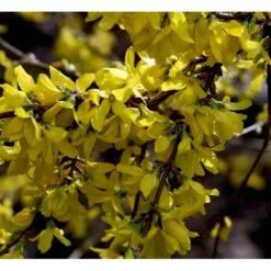 Forsytia 'Spectabilis' Forsythia Intermedia 'Spectabilis' Potte 6,5 Liter 60-80 Cm. -Sirius Butik mi4122 forsythia intermedia spectabilis 0ad0