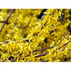 Forsytia 'Spectabilis' Forsythia Intermedia 'Spectabilis' Potte 6,5 Liter 60-80 Cm. -Sirius Butik mi4122 forsythia intermedia spectabilis 4131