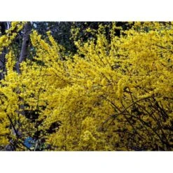 Forsytia 'Spectabilis' Forsythia Intermedia 'Spectabilis' Potte 6,5 Liter 60-80 Cm. -Sirius Butik mi4122 forsythia intermedia spectabilis 5ff5