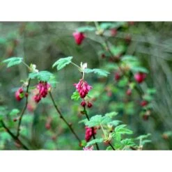 Blodribs 'King Edward VII' Ribes Sanguineum 'King Edward Vii' Potte 12 Liter,- 100-125 Cm. -Sirius Butik mi4125 ribes sanguineum king edward vii 7901