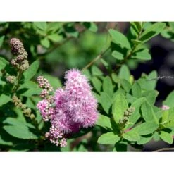 Spiræa 'Triumphans' Spiraea Billardii 'Triumphans' Potte 7,5 Liter 80-100 Cm. -Sirius Butik mi4126 spiraea billardii triumphans 370c