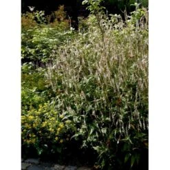 Kertepileurt 'Alba' Persicaria Amplexicaulis 'Alba' Potte 2 Liter. -Sirius Butik mi4144 persicaria amplexicaulis alba 5997