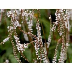 Kertepileurt 'Alba' Persicaria Amplexicaulis 'Alba' Potte 2 Liter. -Sirius Butik mi4144 persicaria amplexicaulis alba e6f9