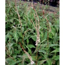 Kertepileurt 'Alba' Persicaria Amplexicaulis 'Alba' Potte 2 Liter. -Sirius Butik mi4144 persicaria amplexicaulis alba f909