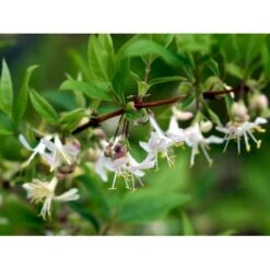 Busk-kaprifolie Lonicera Fragrantissima Potte 10 Liter,- 60-80 Cm. -Sirius Butik mi4151 lonicera fragrantissima fede