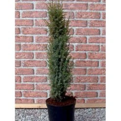 Almindelig Enebær 'Arnold' Juniperus Communis 'Arnold' Potte 2,0 Liter,- 40-60 Cm. -Sirius Butik mi4158 juniperus communis arnold 9fc0
