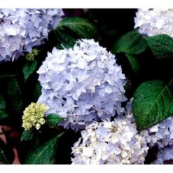 Hortensia 'Clara' Hydrangea Macrophylla 'Clara' 3,5 Liter Potte 5 Hortensia 'Clara' Hydrangea Macrophylla 'Clara' 3,5 Liter Potte -Sirius Butik mi4159 hydrangea macrophylla clara 025b