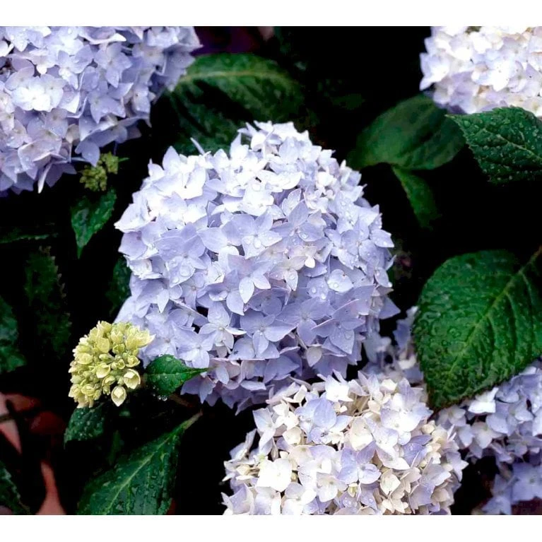Hortensia 'Clara' Hydrangea Macrophylla 'Clara' 3,5 Liter Potte 3 Hortensia 'Clara' Hydrangea Macrophylla 'Clara' 3,5 Liter Potte - Billede 3