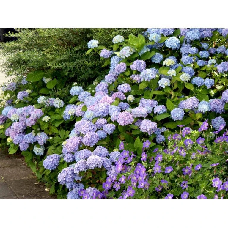 Hortensia 'Clara' Hydrangea Macrophylla 'Clara' 3,5 Liter Potte 1 Hortensia 'Clara' Hydrangea Macrophylla 'Clara' 3,5 Liter Potte