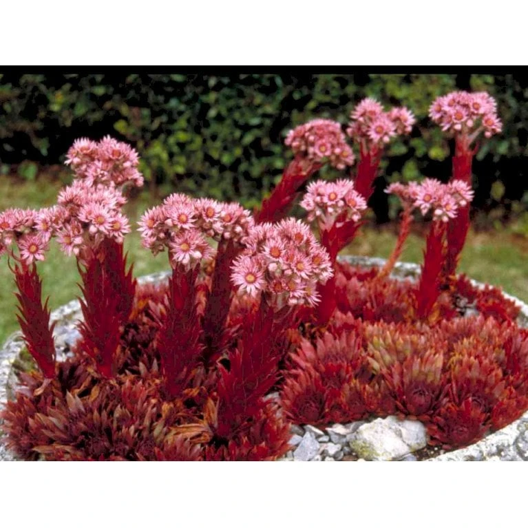 Almindelig Husløg Sempervivum Tectorum 10 Cm. Potte 1 Almindelig Husløg Sempervivum Tectorum 10 Cm. Potte