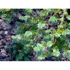 Dværg Stentaks 'Blue Gem' Podocarpus Lawrencii 'Blue Gem' Potte 3,0 Liter,- 20-25 Cm. -Sirius Butik mi4179 podocarpus lawrencii blue gem 2549