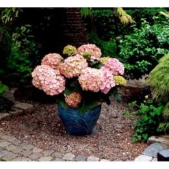 Hortensia 'Dorthea' Hydrangea Macrophylla 'Dorthea' 3,5 Liter Potte -Sirius Butik mi4180 hydrangea macrophylla dorthea 97f0
