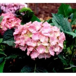 Fremhævede Produkter 19 Hortensia 'Dorthea' Hydrangea Macrophylla 'Dorthea' 3,5 Liter Potte