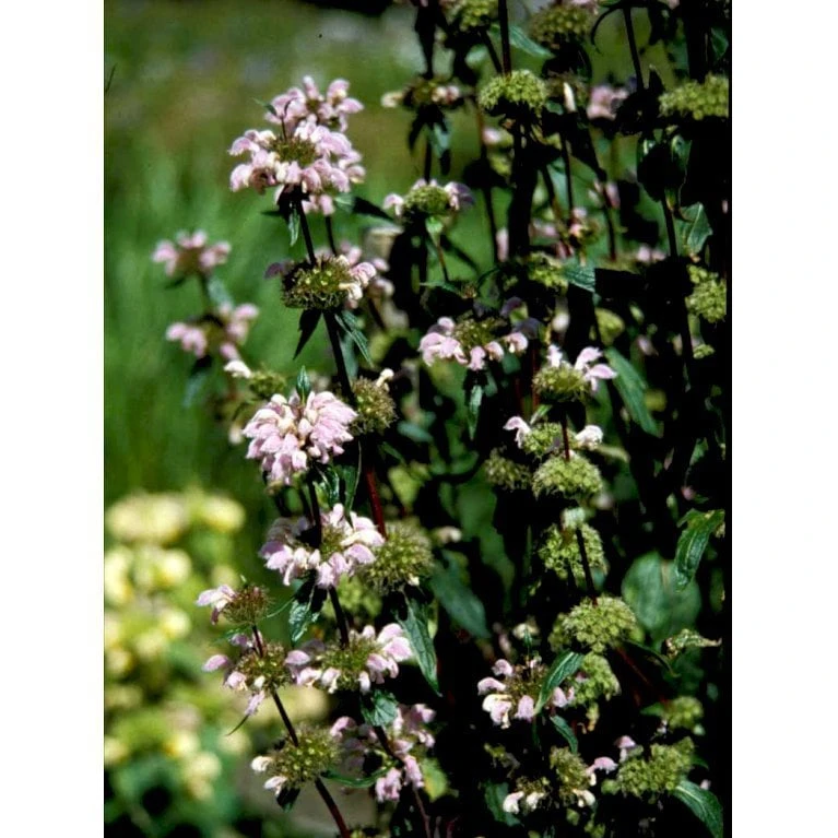Knoldet Løvehale Phlomis Tuberosa 1 Liter Potte 1 Knoldet Løvehale Phlomis Tuberosa 1 Liter Potte