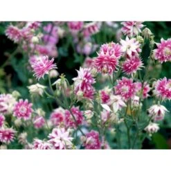 Akeleje 'Nora Barlow' Aquilegia Vulgaris 'Nora Barlow' 1 Liter Potte -Sirius Butik mi4187 aquilegia vulgaris nora barlow e71b