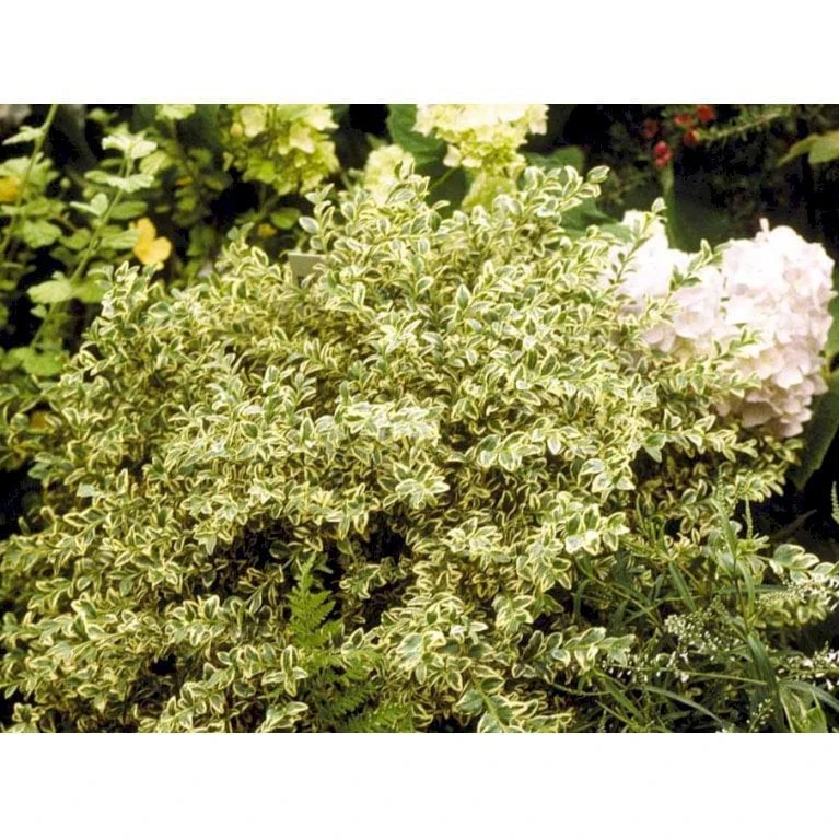 Hvidbroget Buksbom Buxus Sempervirens 'Elegans' Med Klump,- 50-60 Cm. 1 Hvidbroget Buksbom Buxus Sempervirens 'Elegans' Med Klump,- 50-60 Cm.