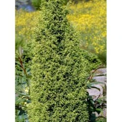 Almindelig Enebær 'Gold Cone' Juniperus Communis 'Gold Cone' Potte 2,0 Liter,- 30-40 Cm. -Sirius Butik mi4195 juniperus communis gold cone 503e