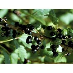 Solbær 'Ben Alder' Ribes Nigrum 'Ben Alder' 3,5 Liter Potte -Sirius Butik mi4197 ribes nigrum 992f