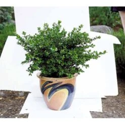 Buksbom 'Faulkner' Buxus Sempervirens 'Faulkner' Potte 3,5 Liter 20-30 Cm. -Sirius Butik mi420 buxus microphylla faulkner fcd0