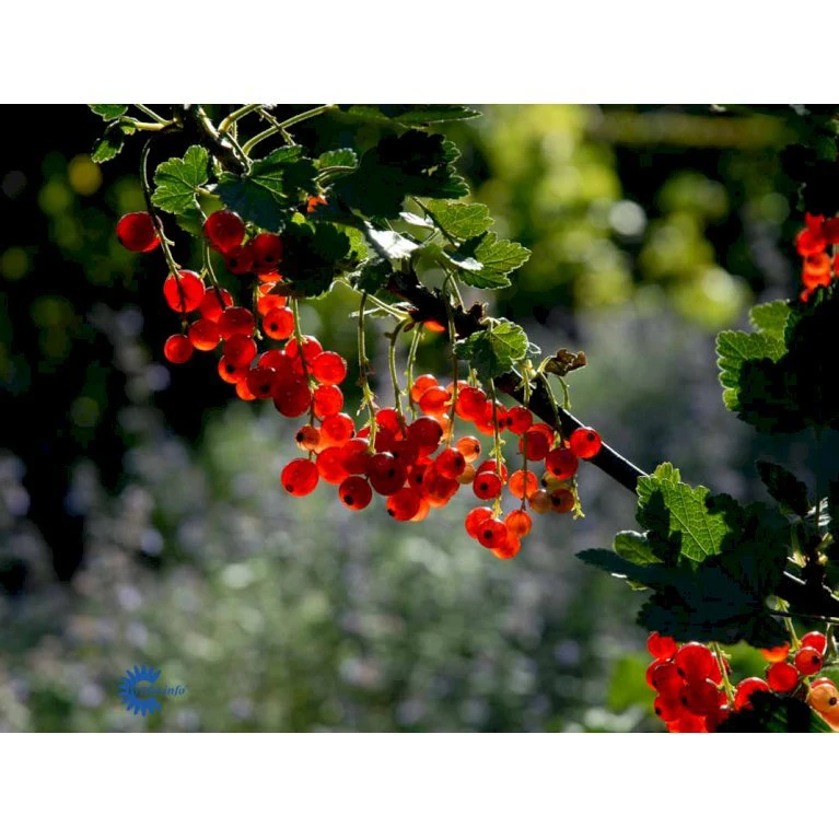 Ribs 'Rote Hollander' Ribes Rubrum 'Rote Hollander' 5 Liter Potte 3 Ribs 'Rote Hollander' Ribes Rubrum 'Rote Hollander' 5 Liter Potte - Billede 3