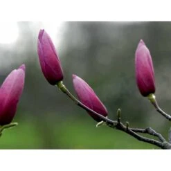 Magnolia 'Galaxy' Magnolia Fraseri 'Galaxy' Trådklump,- 175-200 Cm. -Sirius Butik mi4227 magnolia galaxy 3c85