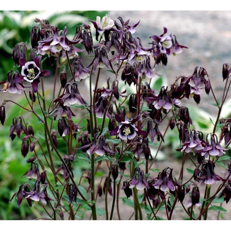 Akeleje 'William Guiness' Aquilegia Vulgaris 'William Guiness' 1 Liter Potte 1 Akeleje 'William Guiness' Aquilegia Vulgaris 'William Guiness' 1 Liter Potte
