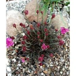 Engelsk Græs 'Vesuv' Armeria Maritima 'Vesuv' 10 Cm. Potte