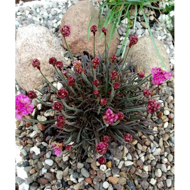 Engelsk Græs 'Vesuv' Armeria Maritima 'Vesuv' 10 Cm. Potte 1 Engelsk Græs 'Vesuv' Armeria Maritima 'Vesuv' 10 Cm. Potte